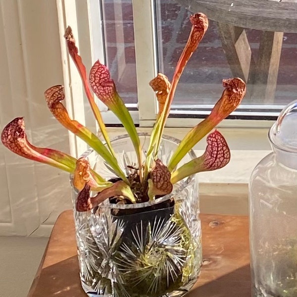 BIG Carnivorous Sarracenia "scarlet Belle" Carnivorous Pitcher Plant X ...