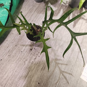 philodendron xanadu dehner Philodendron xanadu 'Deja Vu' main image 1