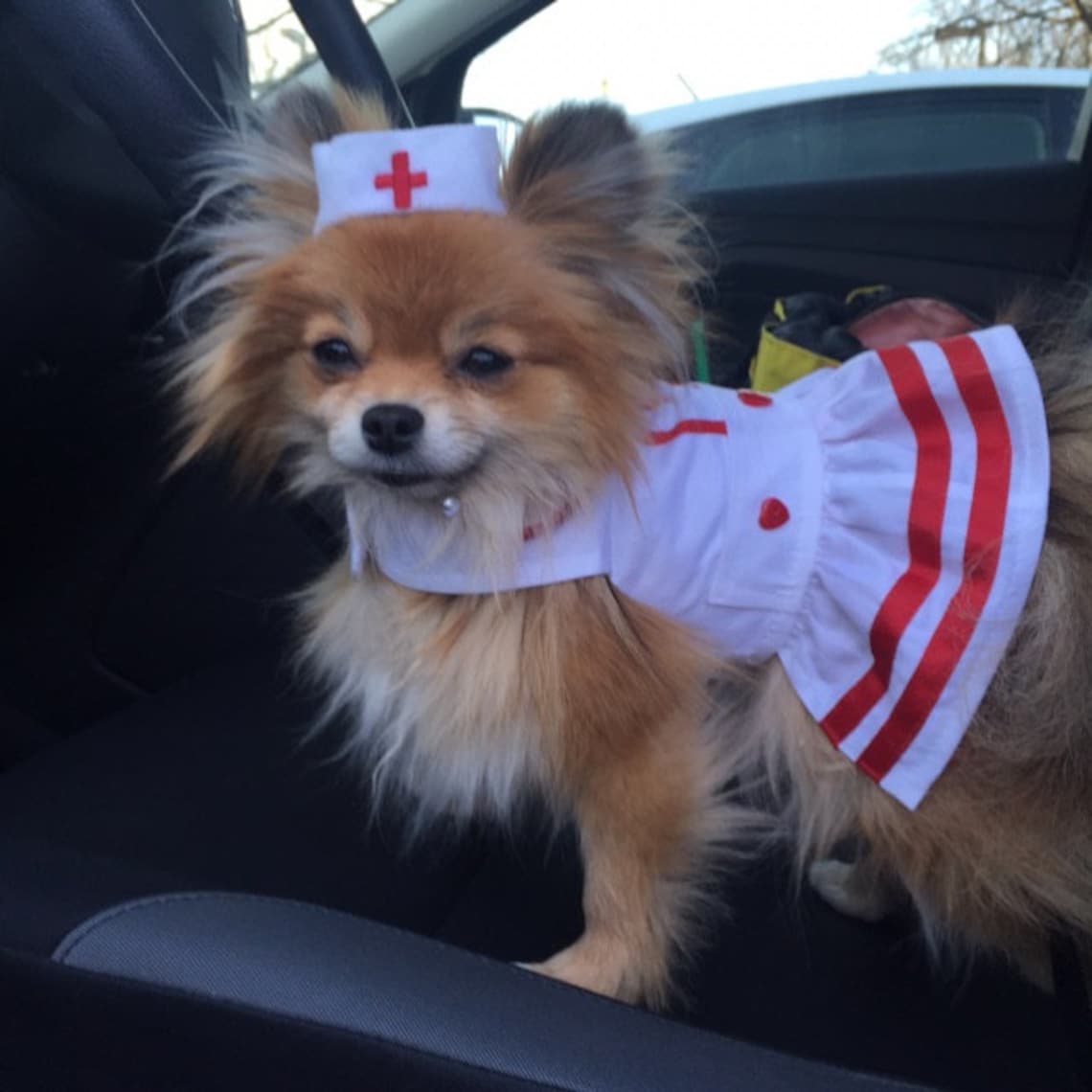 Customer photo of a pet with the Nurse retro hat for small pet Cat Dog Hedgehog