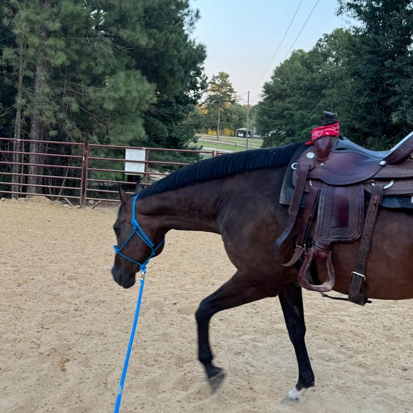 12' LEAD ROPE W/ Parelli Snap for Natural Horse Training - Etsy