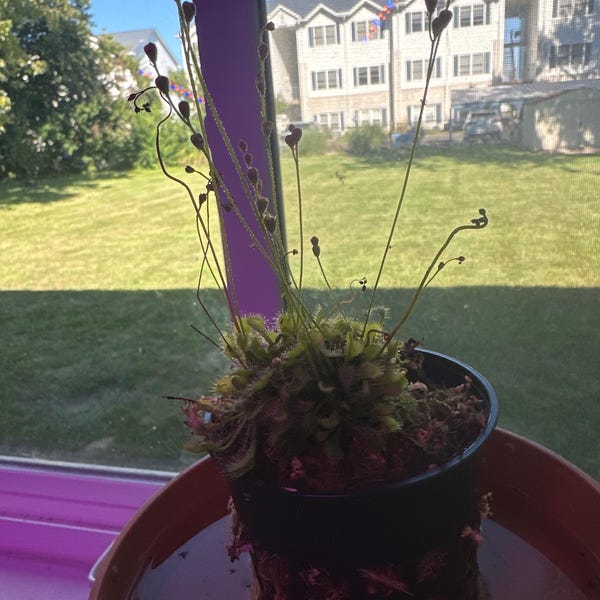 Drosera Spatulata Care | Spoon Leaved Sundew - Carnivorous Plants Guide