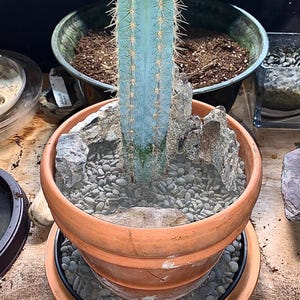 Vivid Blue Torch Cactus: Pilocereus Azureus, Brazilian