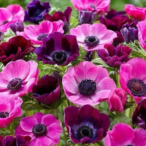 Maan heeft een foto van zijn/haar aankoop toegevoegd