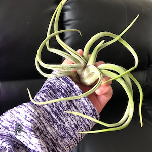 Naly added a photo of their purchase