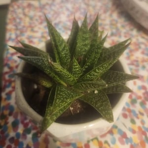Aristaloe Aristata 'lace Aloe' Rare Succulent Live Plant - Etsy