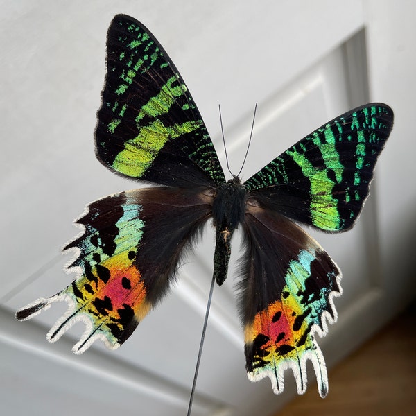 Madagascar Sunset Moth Urania Rhipheus, for Specimen Pinning Insect ...
