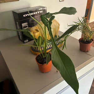 Sarah ha aggiunto una foto del proprio acquisto