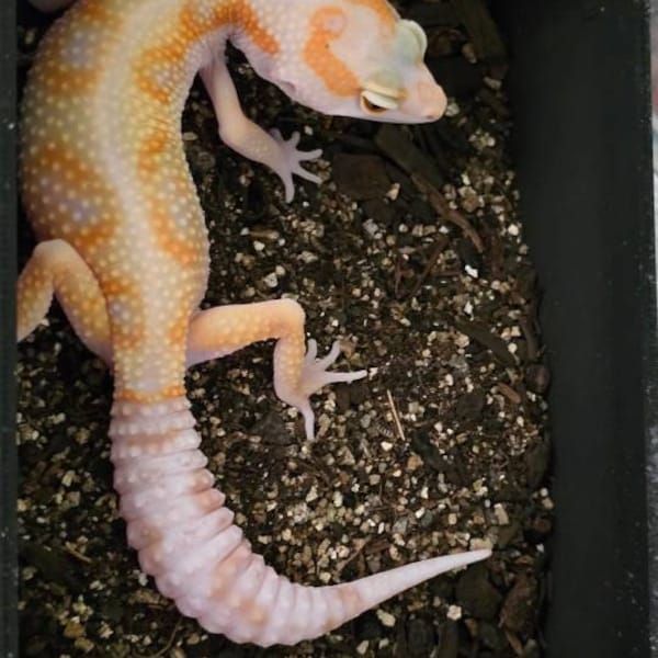 Curated visual reference: Breeding Dubia Roaches With A Breeding Box Reference: Dubia Roach Breeding Box Small Size Starter Breeder Kit Colony