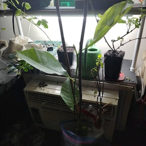 Laura added a photo of their purchase