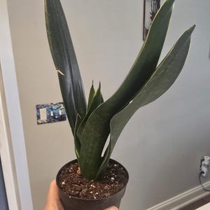 Nicole added a photo of their purchase