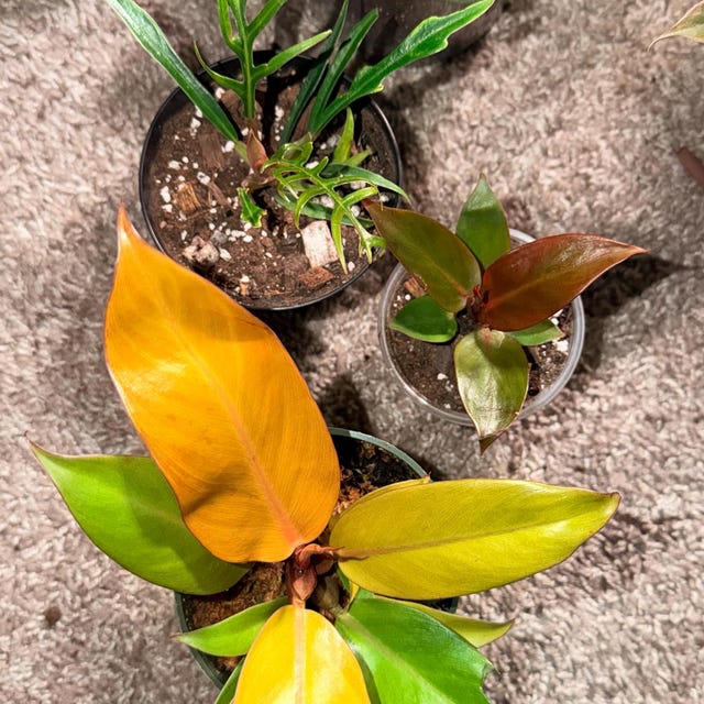 orange princess philodendron Philodendron 'Orange Princess' *Grower's Choice* Starter main image 0