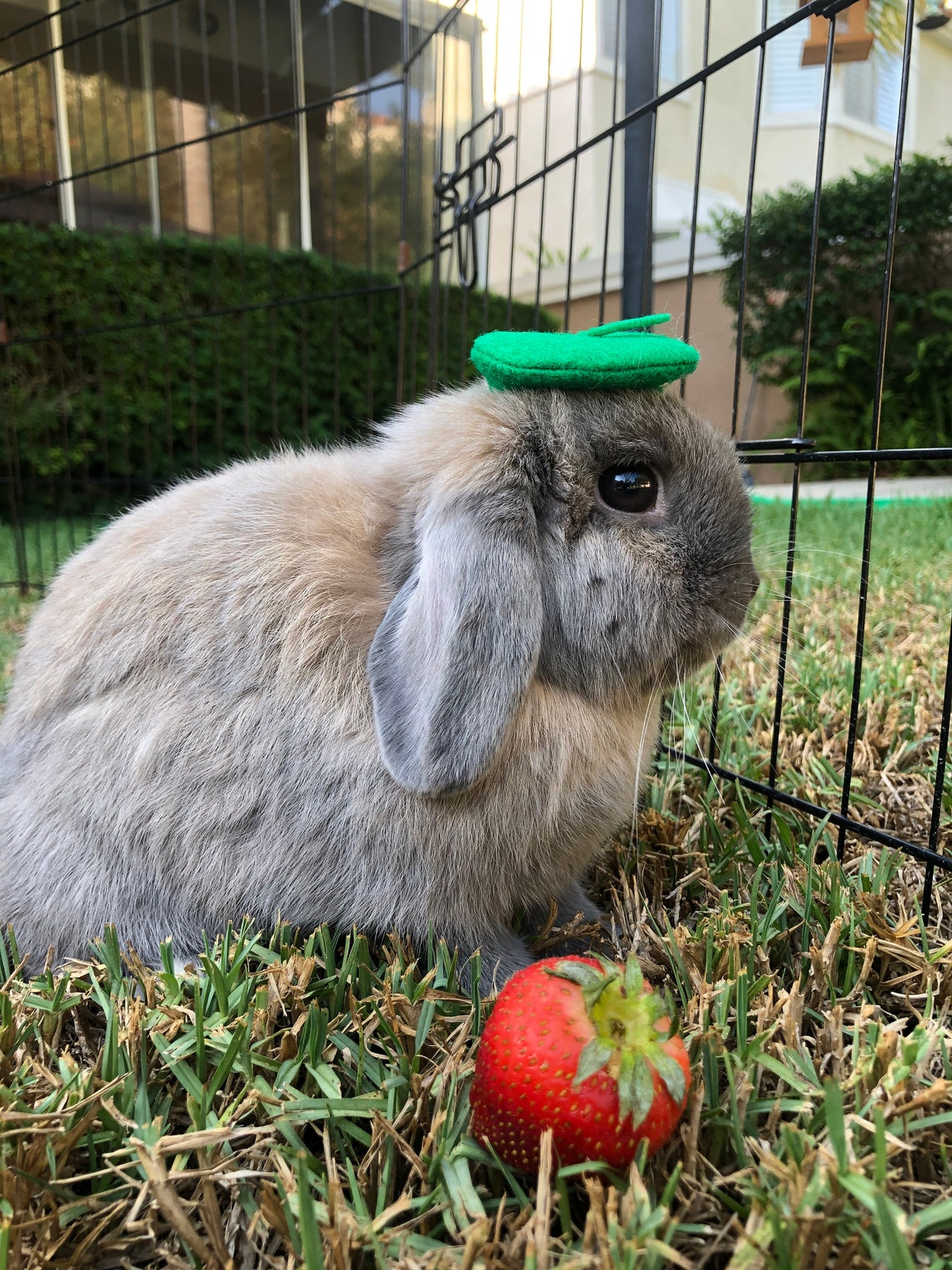Customer photo of a pet with the Beret Personalized for small pet Raspberry