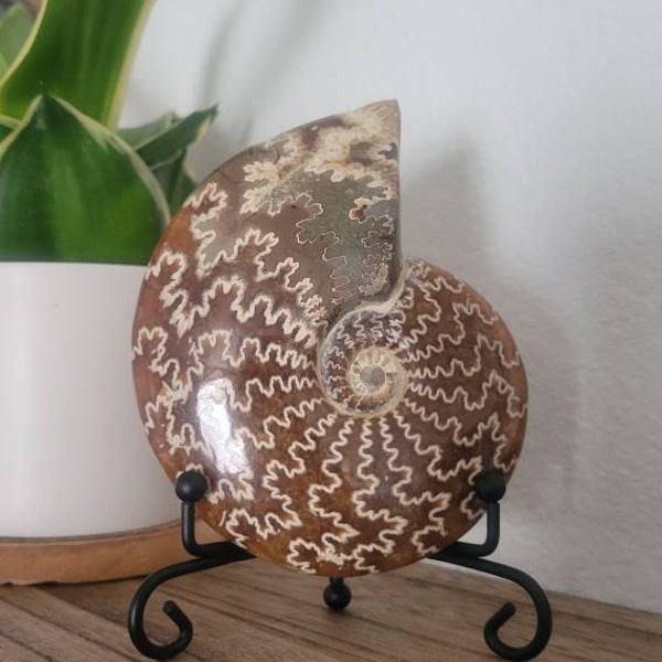 Amanite Fossil Crystal Quartz Stand With Metal Holder For Ammonite Fossil, Conch Specimen, Or Healing Stones - Black Ammonite Fossil Display - Foto 8