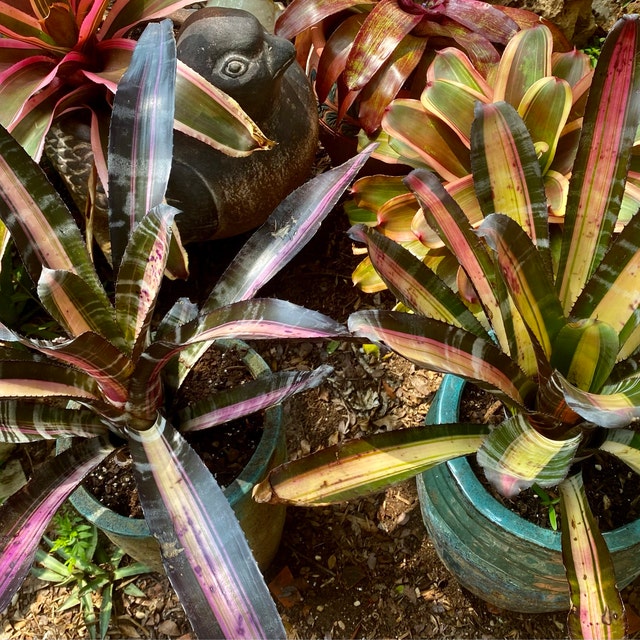 Bromeliad Aechmea Roberto Menescal 6