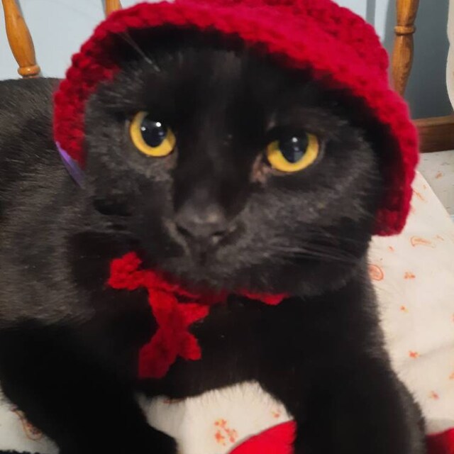 Cat Bucket Hat - Etsy