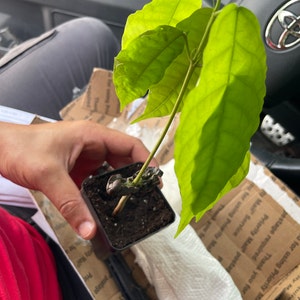 Omar added a photo of their purchase