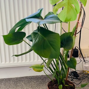 Monstera Deliciosa swiss Cheese Plant Large 12cm Pot Plants - Etsy UK