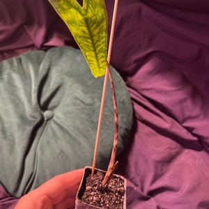 Lotus added a photo of their purchase