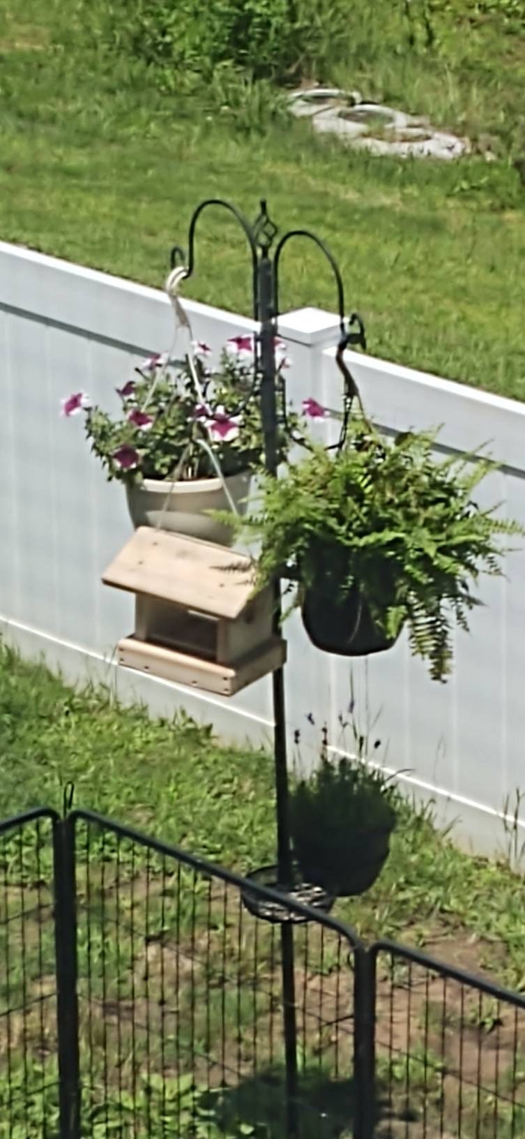 Blue Bird Feeder , Hanging or Pole Mount  Blue Bird Feeder