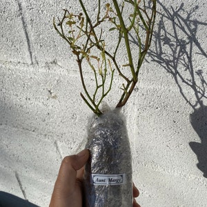 Fairy ha añadido una foto de su compra