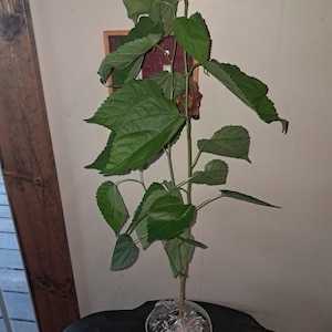 Tarsha added a photo of their purchase