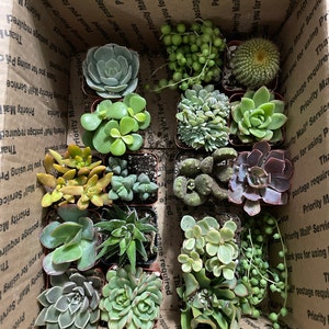 David adicionaram uma foto da sua compra
