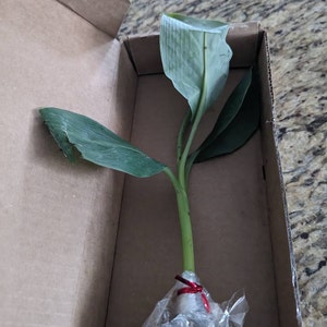 Comprador de Etsy ha añadido una foto de su compra