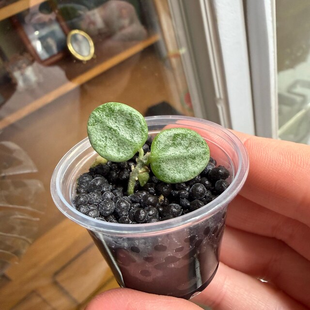 Hoya Serpens Silver|splash UNROOTED - Etsy