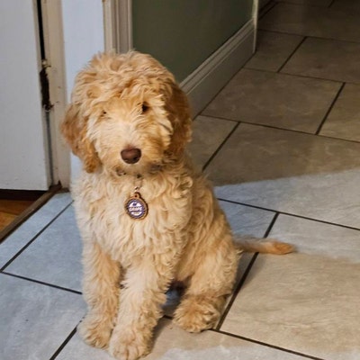 Hakuna Matata Pet Tag Etsy