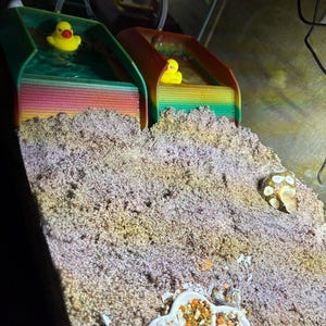 Hermit Crab Pools 3D Printed Pool Set Hermit Crab Pool Set Of 2 With Bubbler Splash Guard Small Medium Large Mini Hermit Crab Accessory Gift