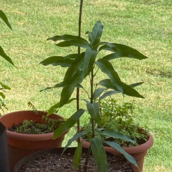 Indian Pakistani Mango Anwar Ratol Tree Grafted the Best Mango in the ...