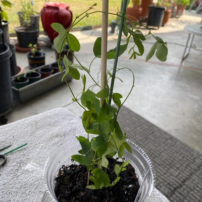 Live Bougainvillea 'Silhouette' Starter Plant – Well-Rooted, Blooming Size, Ships In Pot