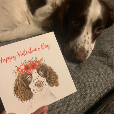 Border Collie Greetings Card Variety Of Sheepdog Birthday Cards / Blank