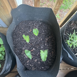 Tay ha añadido una foto de su compra