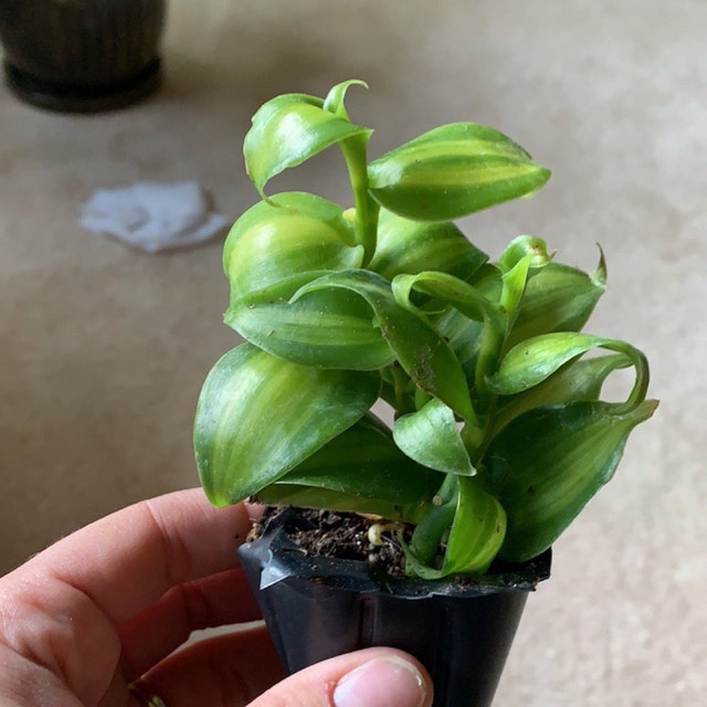 Vanilla planifolia Variegated Orchid Plug 1 Etsy