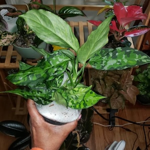 Akerria added a photo of their purchase