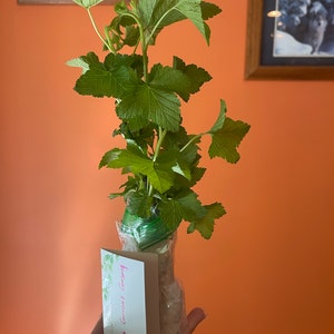 Katia added a photo of their purchase