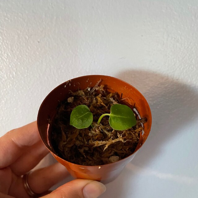 Specializing in to Rare Tropical Houseplants by