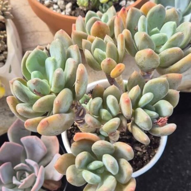 Live Succulents -rare Succulents -pachyphytum Glutinicaule Moran - Etsy