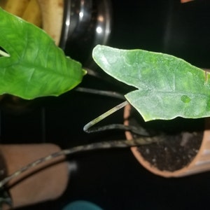 Adelle added a photo of their purchase