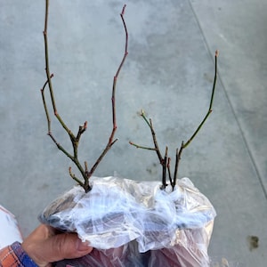 G added a photo of their purchase