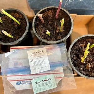 Ryukyu added a photo of their purchase