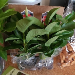 bec added a photo of their purchase