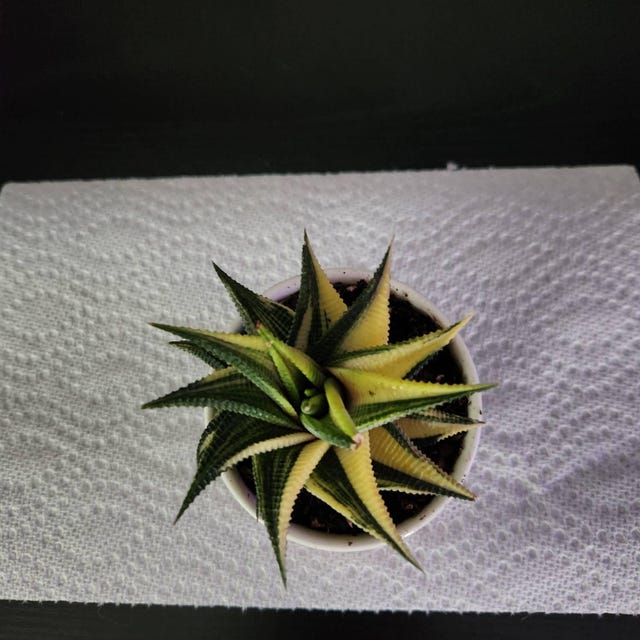 Haworthia Variegated Limifolia (3”) - Etsy