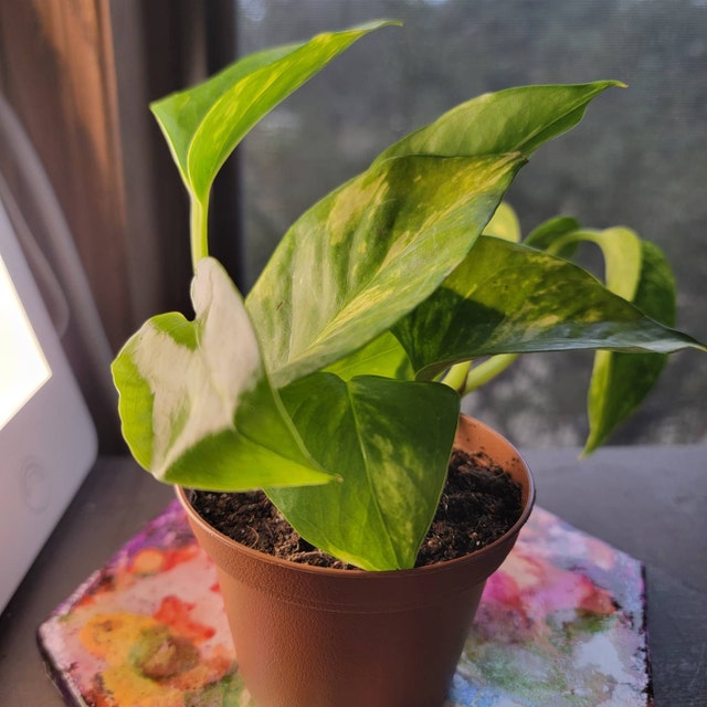 Golden Pothos Plant - Easy Beginner Houseplant, Devil's Ivy - Etsy