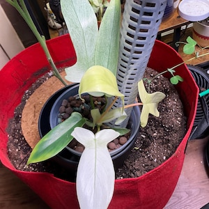 Bobbi added a photo of their purchase