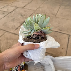 Dylan added a photo of their purchase