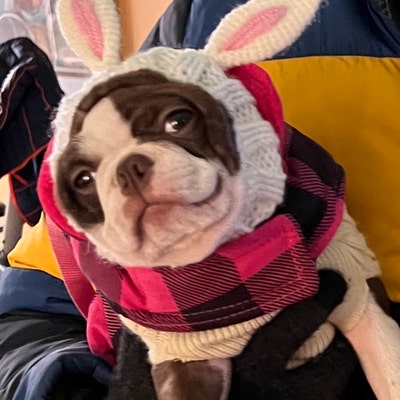 Bunny Rabbit Dog Snood Knit Crochet Dog Hat Easter Dog - Etsy