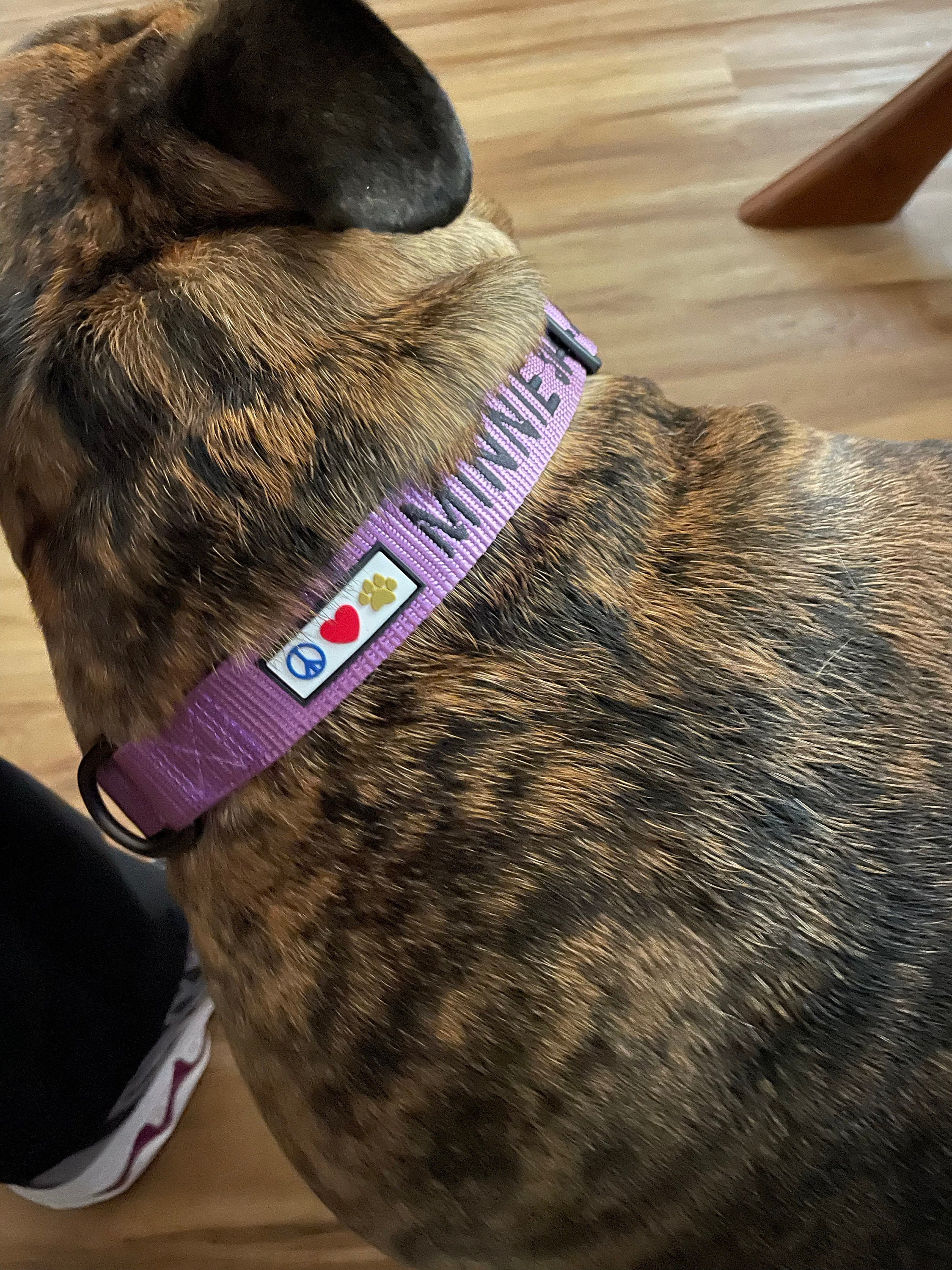 Personalized dog collar custom dog collar with name and phone number 