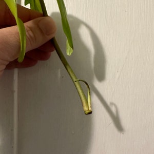 Nichole heeft een foto van de aankoop toegevoegd